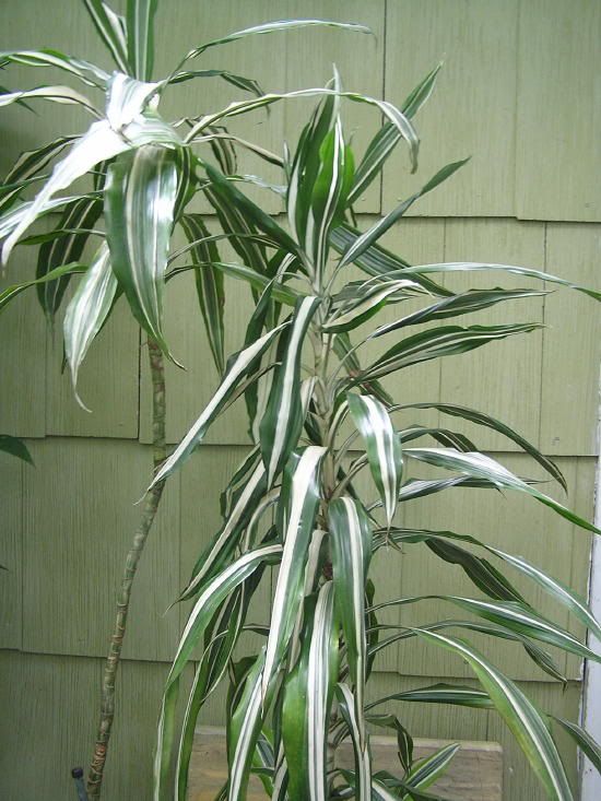 Droopy leaves on dracaena warneckii